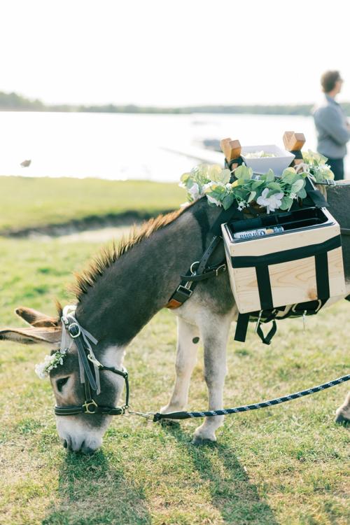 Guapo grazing at the edge of a lake with the saddle bar on, eucalyptus and white flowers over the pack boxes, a guest in the background.