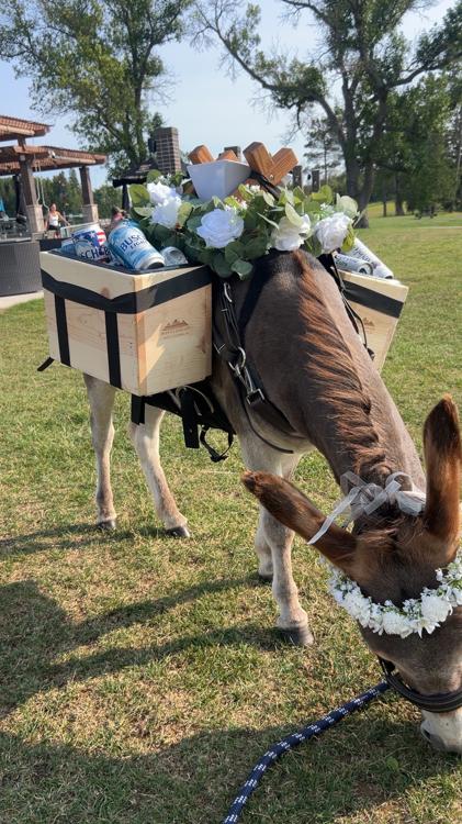 Guapo the miniature donkey grazing at a wedding venue, wearing a white flower crown and a saddle bar of cold cans dressed in eucalyptus and white roses.