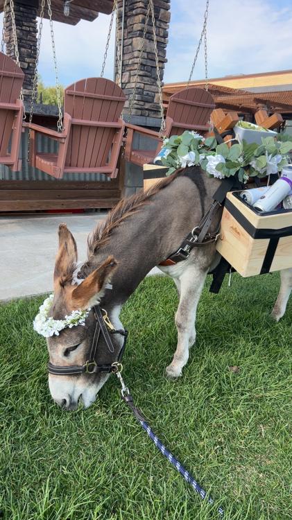 Guapo standing in front of porch swings at a wedding venue, flower crown on, saddle bar stocked with drinks.