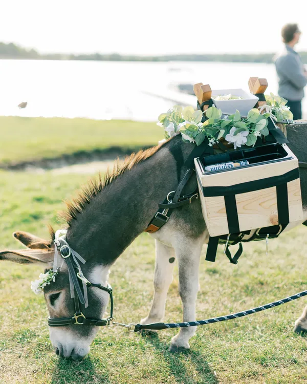 Guapo grazing at the edge of a lake with the saddle bar on, eucalyptus and white flowers over the pack boxes, a guest in the background.