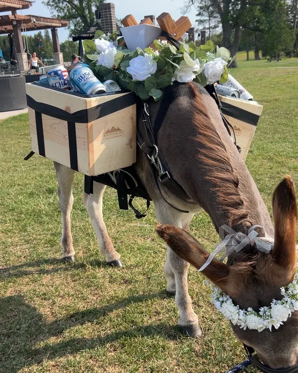 Guapo the miniature donkey grazing at a wedding venue, wearing a white flower crown and a saddle bar of cold cans dressed in eucalyptus and white roses.