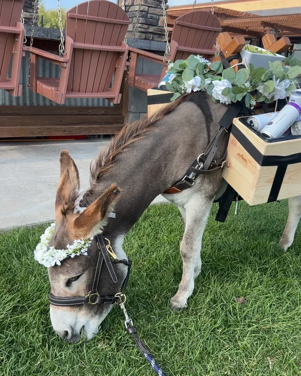Guapo standing in front of porch swings at a wedding venue, flower crown on, saddle bar stocked with drinks.