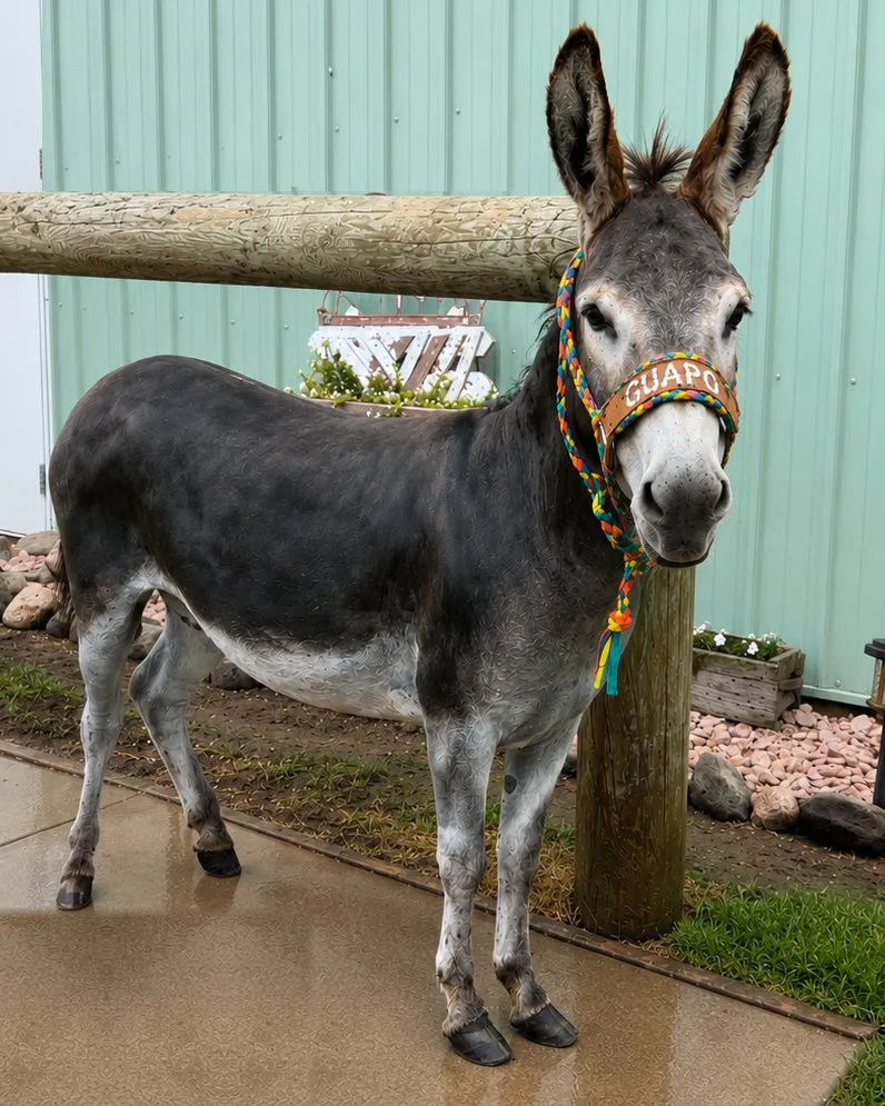 Guapo, part of the Pony Parties Express herd