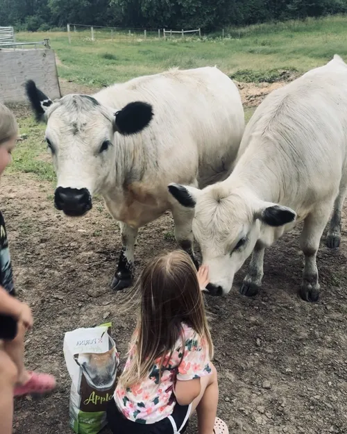 Jessica and Tiffany, two mini heifers, nose to nose with a young girl in the pasture.